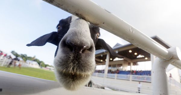 Foto: Las cabras prefieren a las personas felices (EFE/Andrea De Silva)