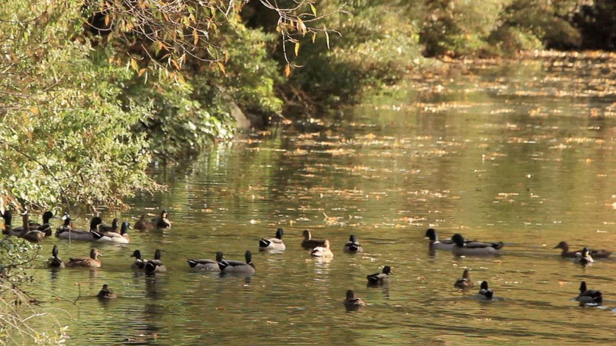 Audio | Patos azulones en un río dorado