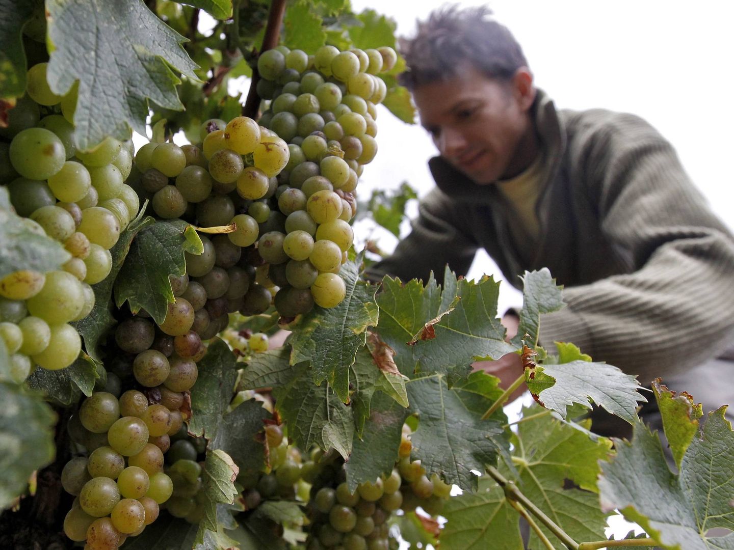 Un agricultor vendimia uva moscatel en los viñedos de 'Domaine de Rombeau' de Rivesaltes, (Francia). (EFE)