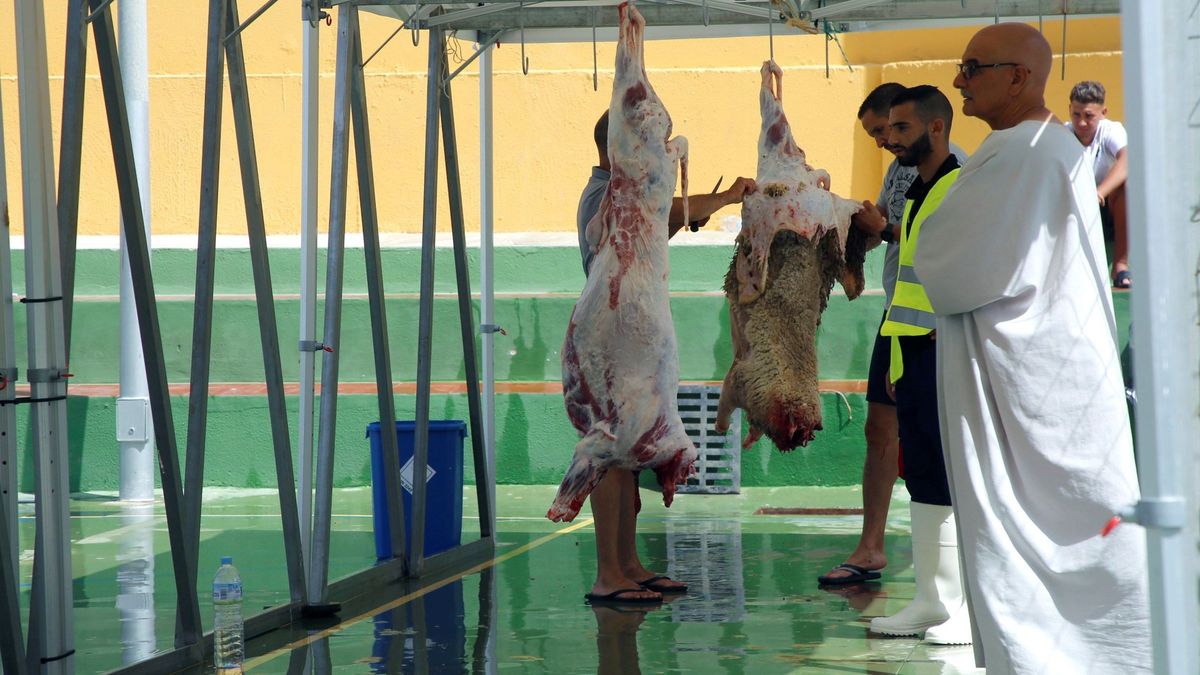 La 'guerra' del cordero en Melilla: bronca política por el origen de los animales