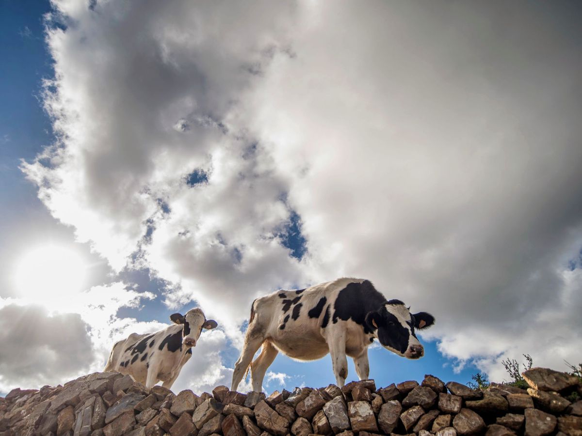 Foto: Explotación ganadera de vaca frisona en España. (EFE)