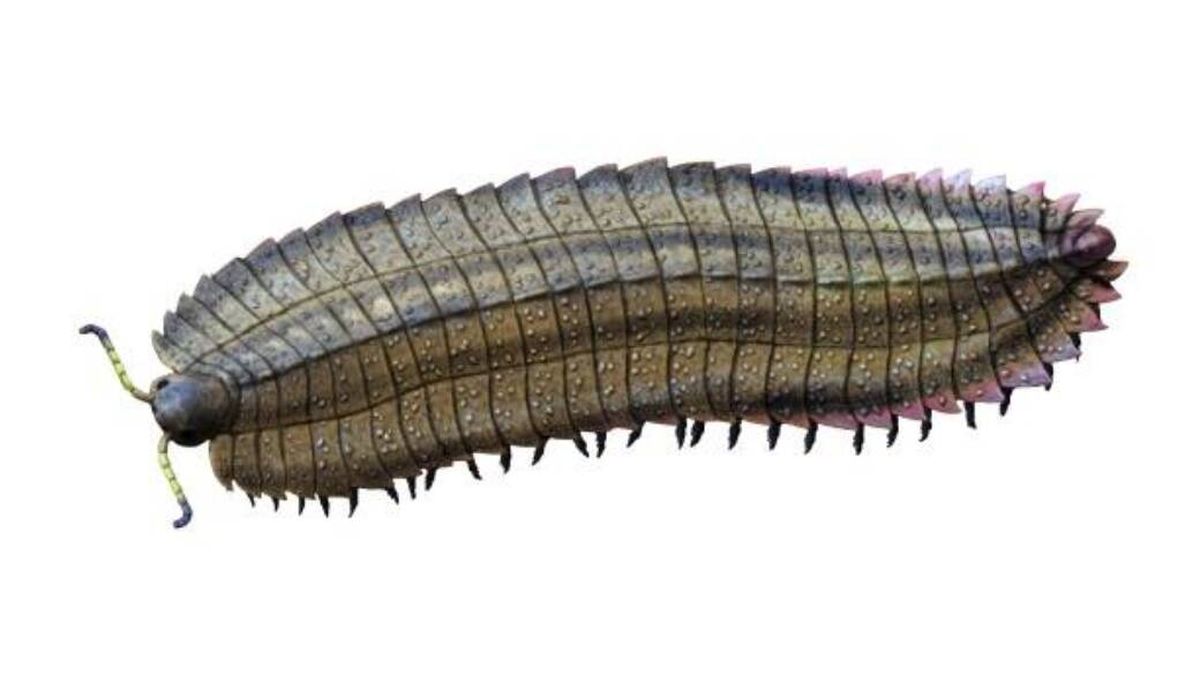 Científicos hallan en una playa de Inglaterra el fósil de milpiés más grande de la historia 