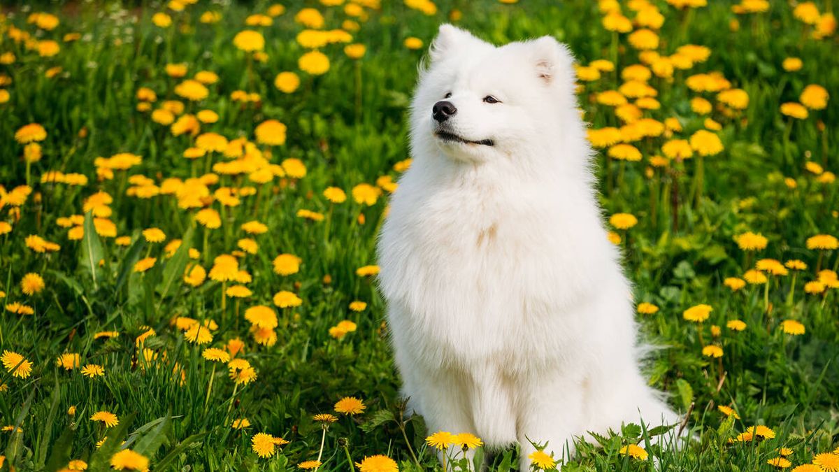 Así es el Samoyedo, características y carácter de la raza de perro que siempre sonríe