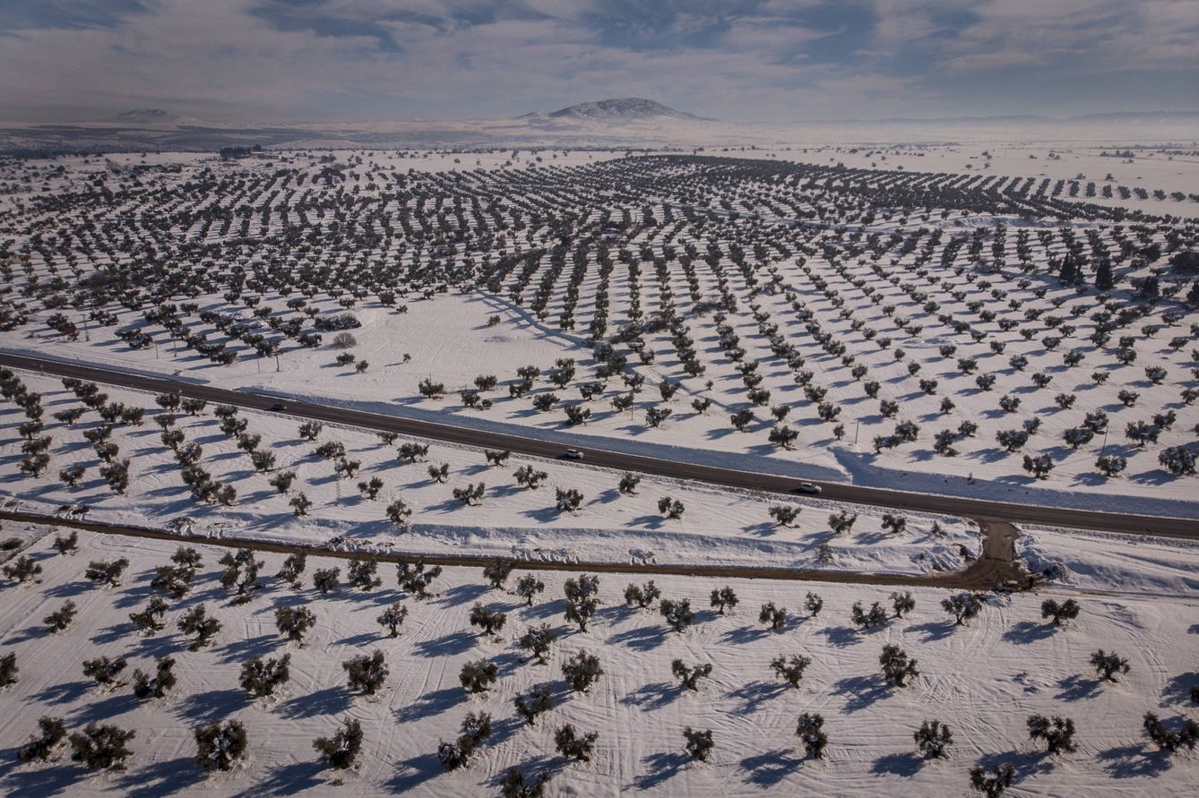 Campos de olivar en Toledo cubiertos de nieve. (Greenpeace/Pedro Armestre)