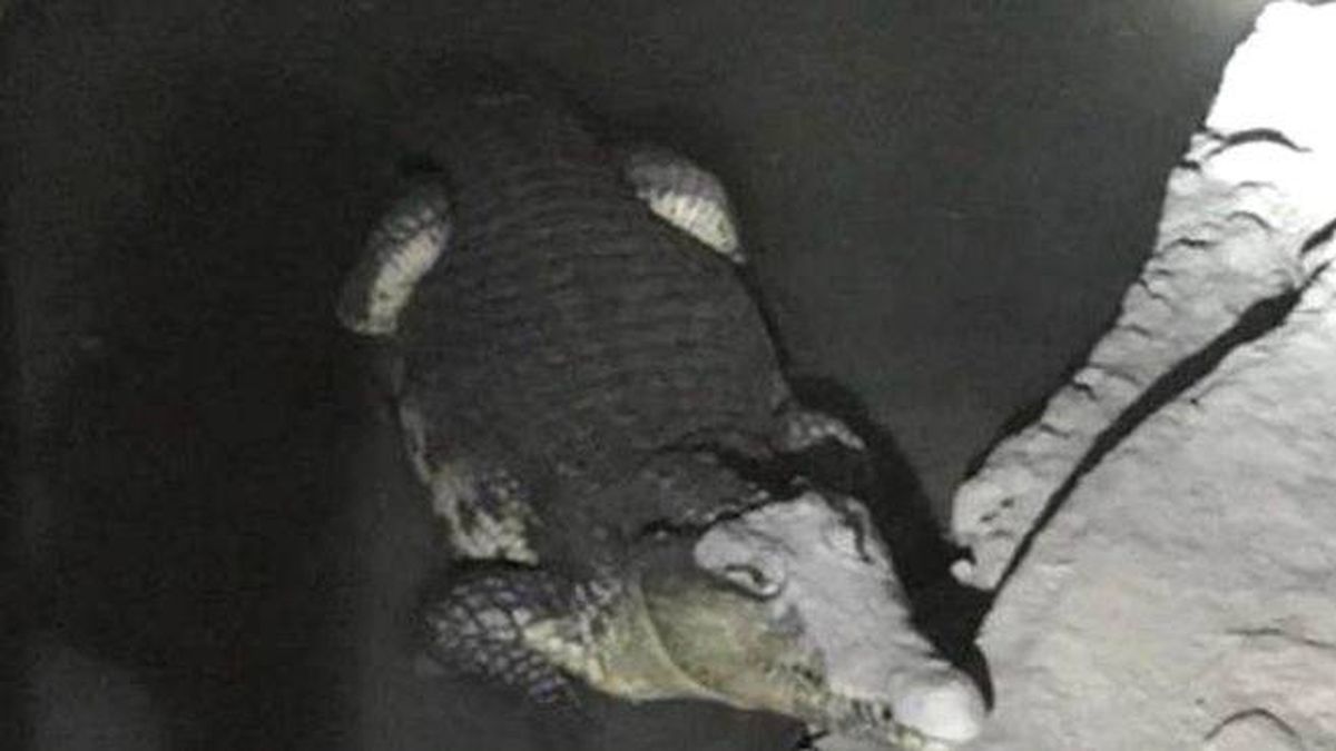 La Policía rusa registra un sótano en busca de armas... y se encuentra un cocodrilo