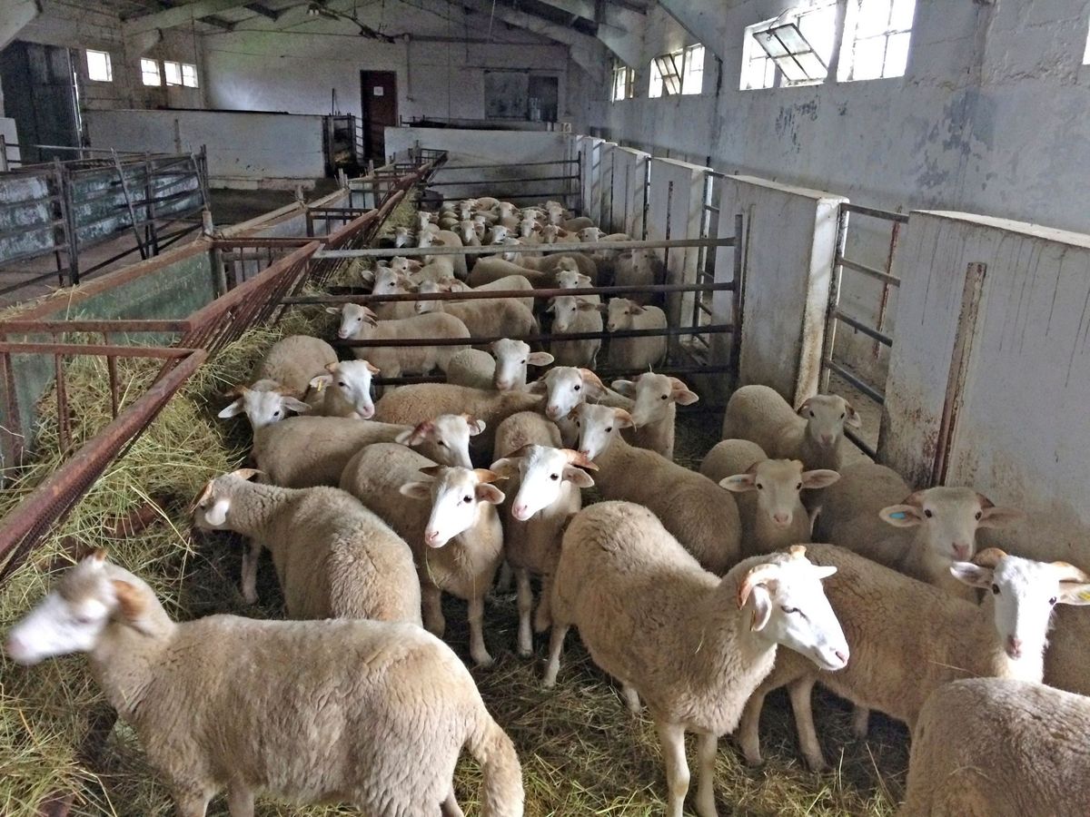 Foto: Imagen de archivo de una granja de ovinos. (EFE)