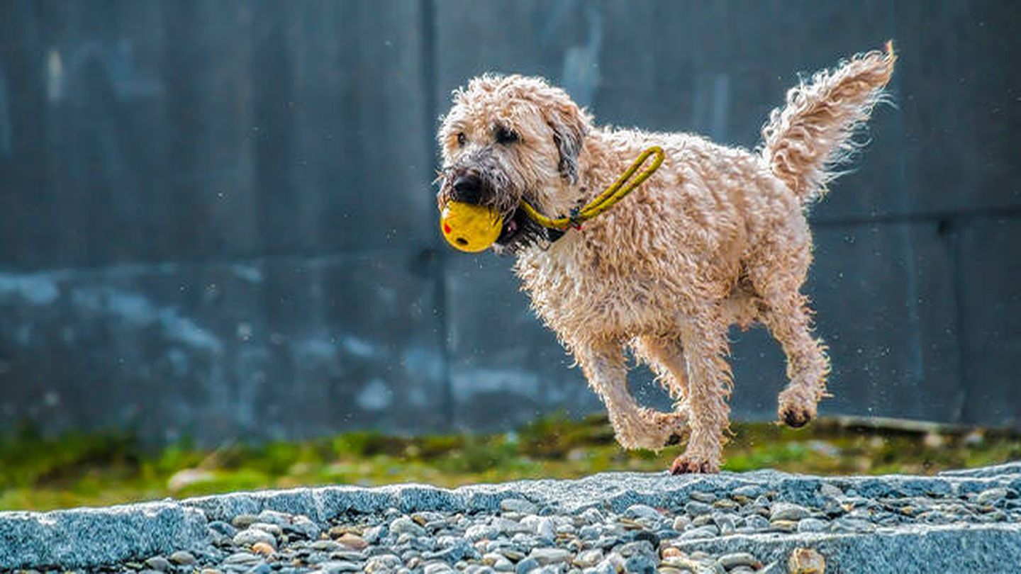 El ejercicio físico es fundamental a la hora de que tu perro baje de peso (Pixabay)