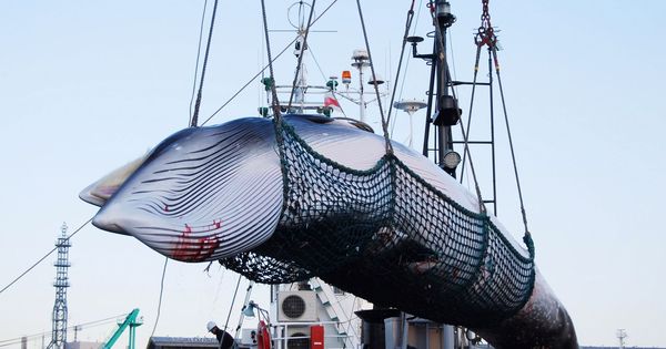 Foto: Operarios descargan a una ballena Minke de un barco en el puerto Kushiro, en Hokkaido (Japón), el 4 de septiembre de 2017. (EFE)