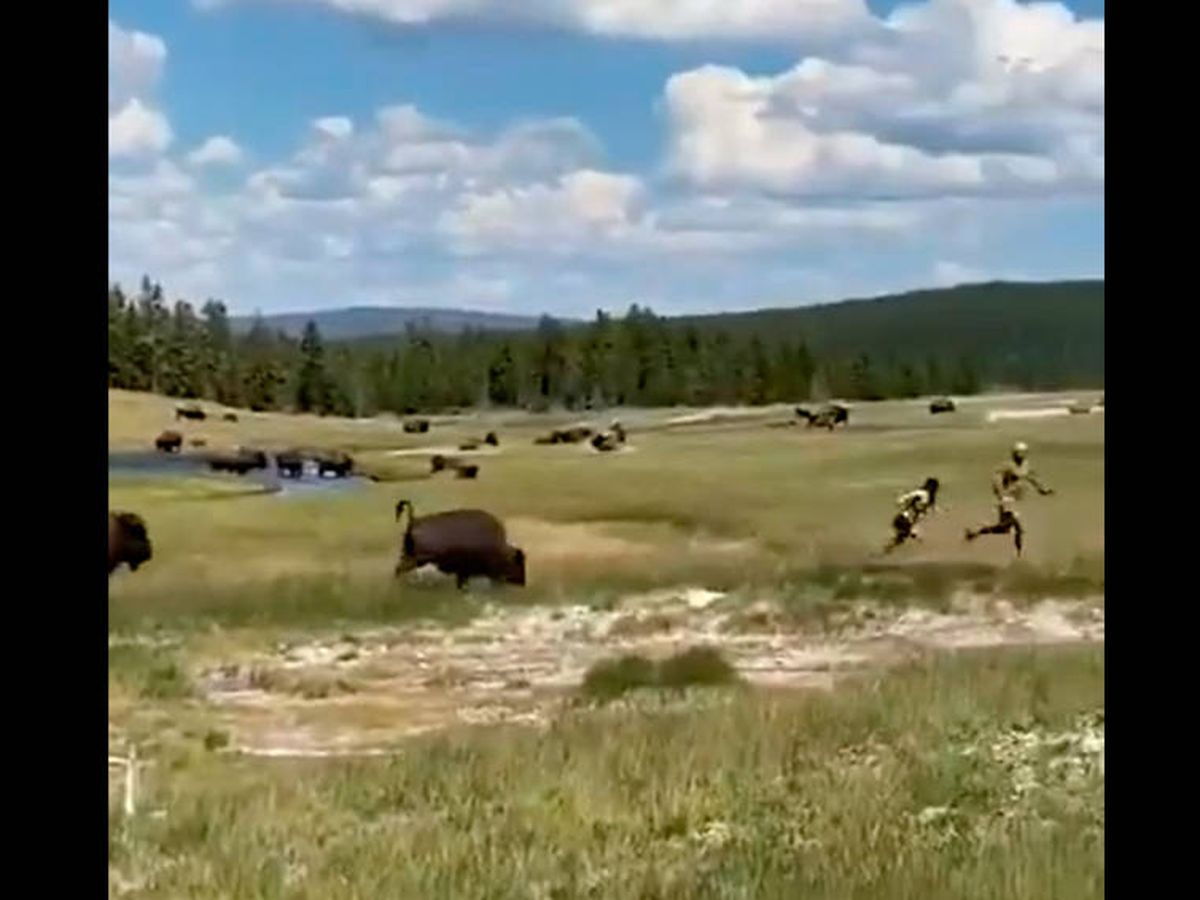 Foto: La mujer se hizo la muerta cuando el bisonte salió a por ella y su pareja (Foto: Twitter)