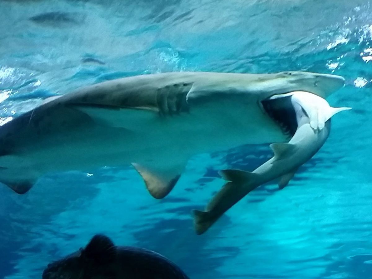 Foto: Un tiburón toro como el que atacó al marido de Margot (EFE)