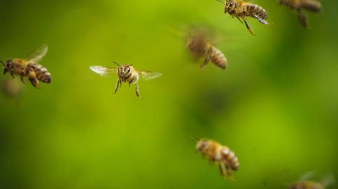 Las abejas pueden producir más carga eléctrica que una nube de tormenta