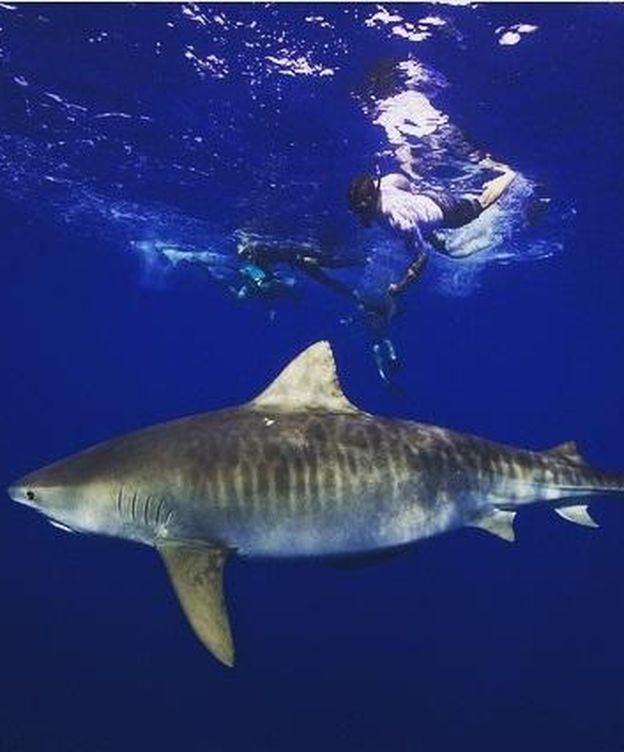 Foto: El actor Zac Efron nadando entre tiburones, en su perfil de Instagram