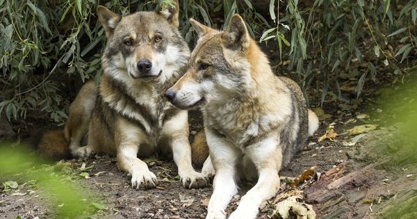 Foto: Una pareja de lobos avistadas en un parque natural. (Pixabay)