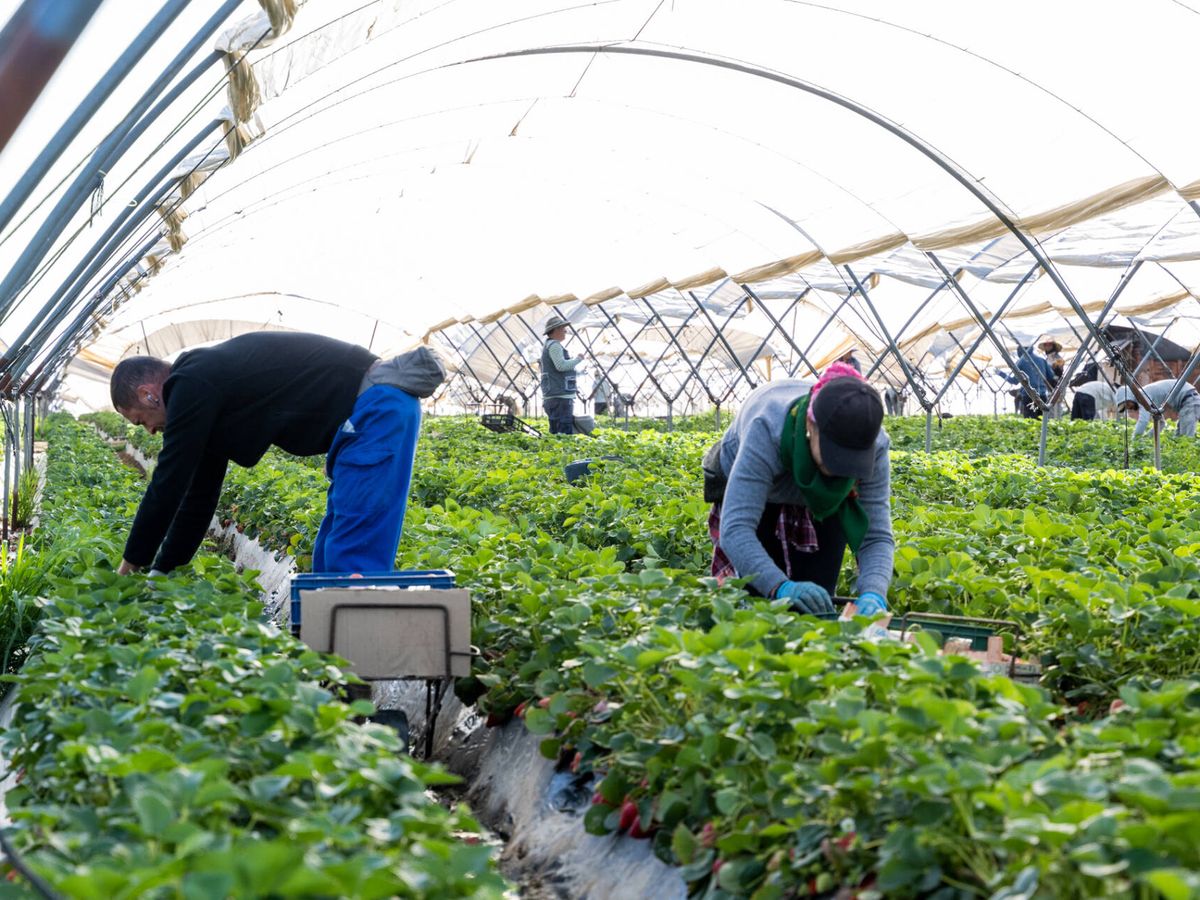 Foto: Trabajadores en una plantación de fresas. (Aníbal Gómez)