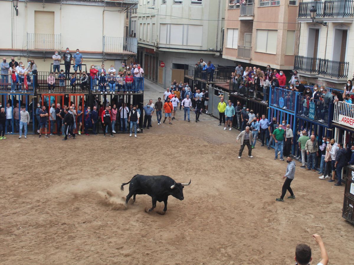 Foto: Festejos de 'bous al carrer' en el pueblo de Nules, Castellón (Ayuntamiento de Nules) 