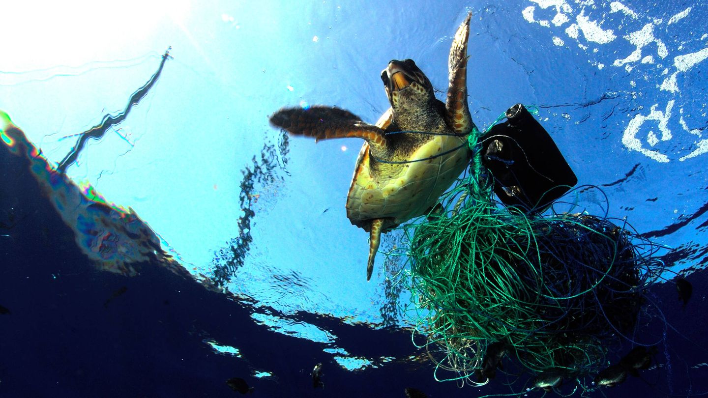 La contaminación marina afecta a más de 600 especies. (Imagen: Marco Carè/Breitling)