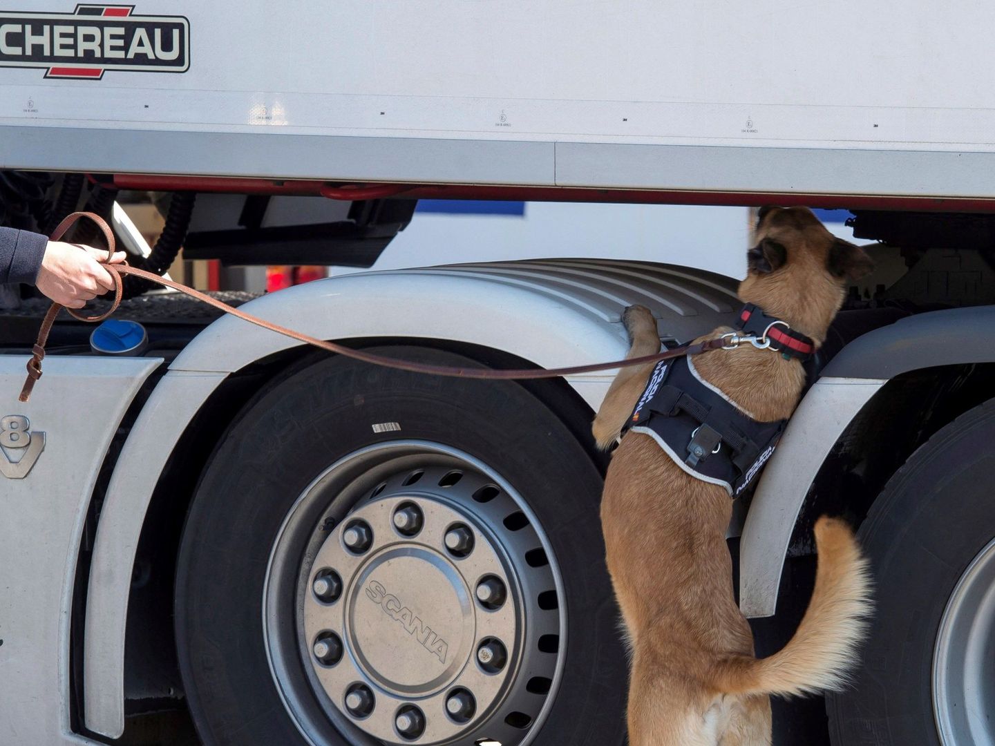 Un perro adiestrado comprueba la carga de un camión en el puerto de Santander. (EFE)