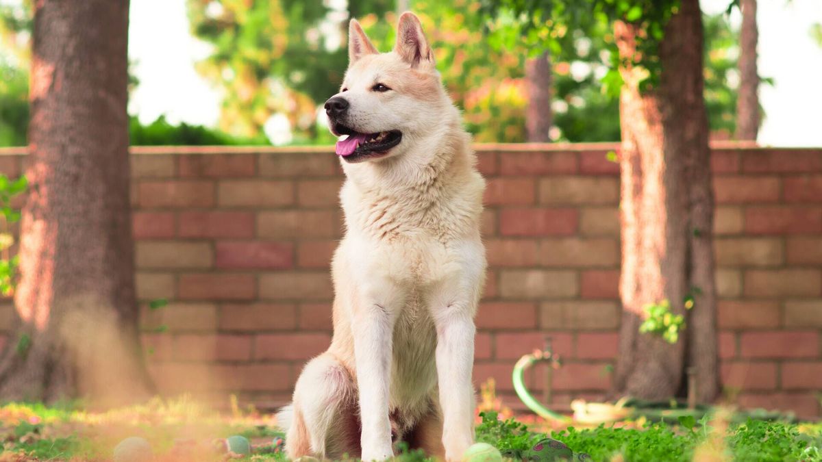 La increíble reacción de una perra cuando la llaman "guapa" que ya es viral en TikTok
