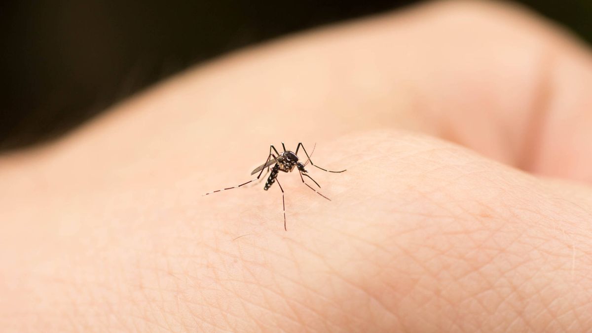 Más allá de los repelentes de mosquitos: otros productos contra los insectos más odiados del verano   