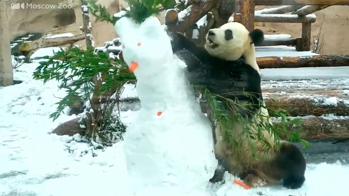 Un oso panda se aburre del muñeco de nieve con el que vivía y se lo come