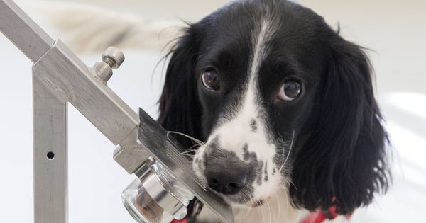 Foto: Freya, de la raza Springer Spaniel inglés, puede oler la malaria (Medical Detection Dogs)