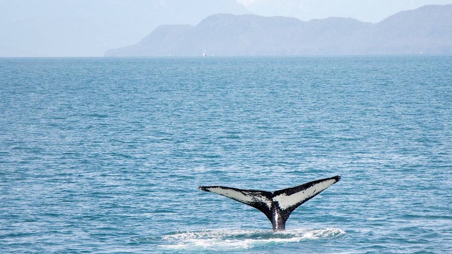 Una ballena, en aguas de Italia. (EFE)
