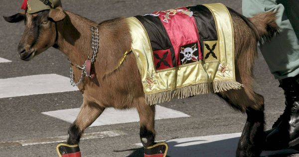 Foto: La cabra, mascota de la Legión. (EFE)