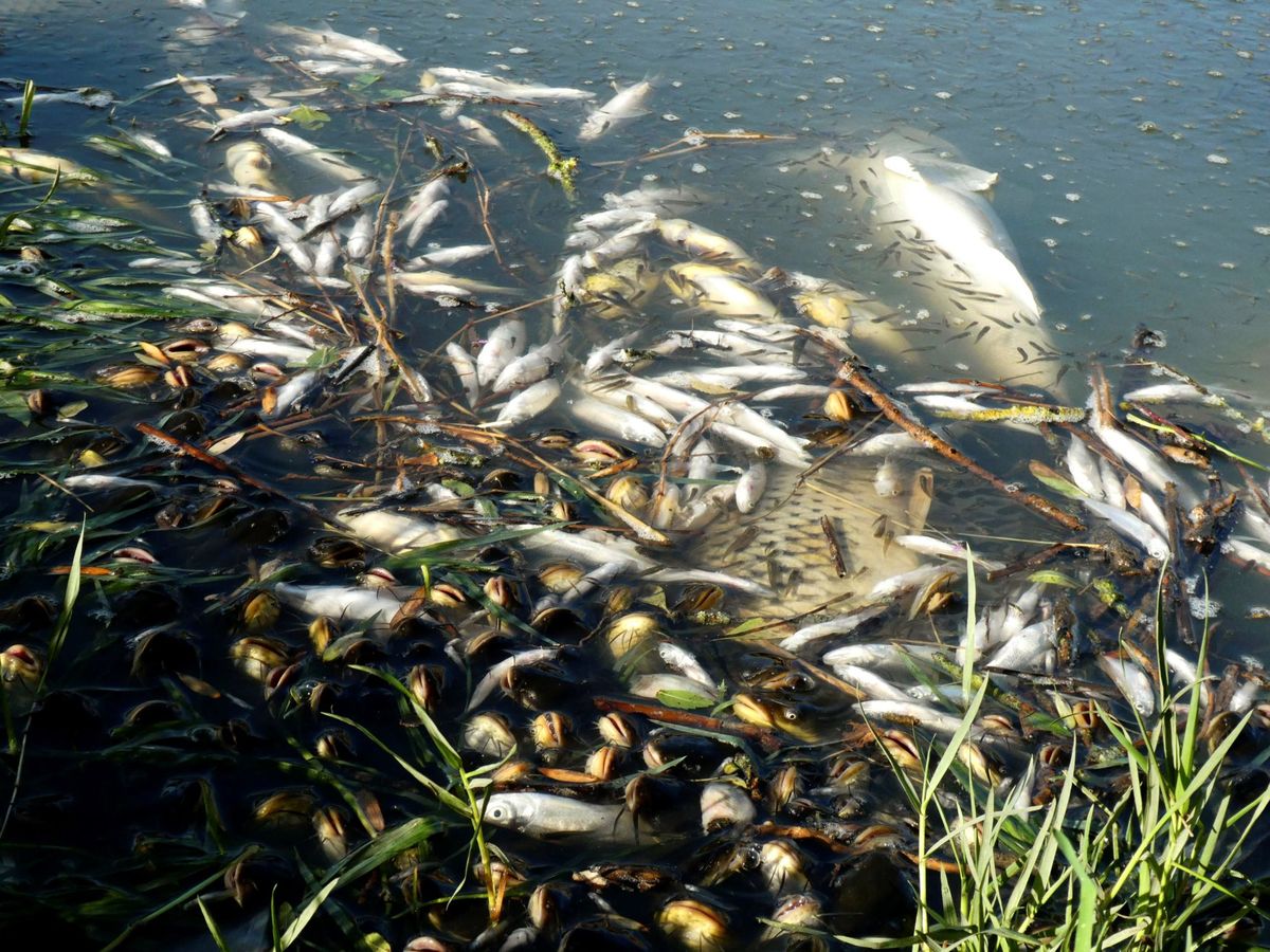 Foto: Peces muertos por un vertido ilegal en el río Guadiana. (EFE)