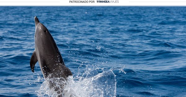 Foto: Se pueden ver delfines en el Mediterráneo (Shutterstock)