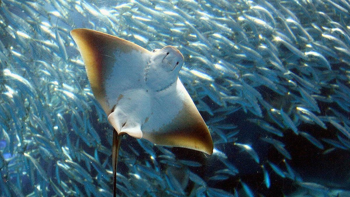 El fenómeno natural que puede extinguir toda la vida oceánica