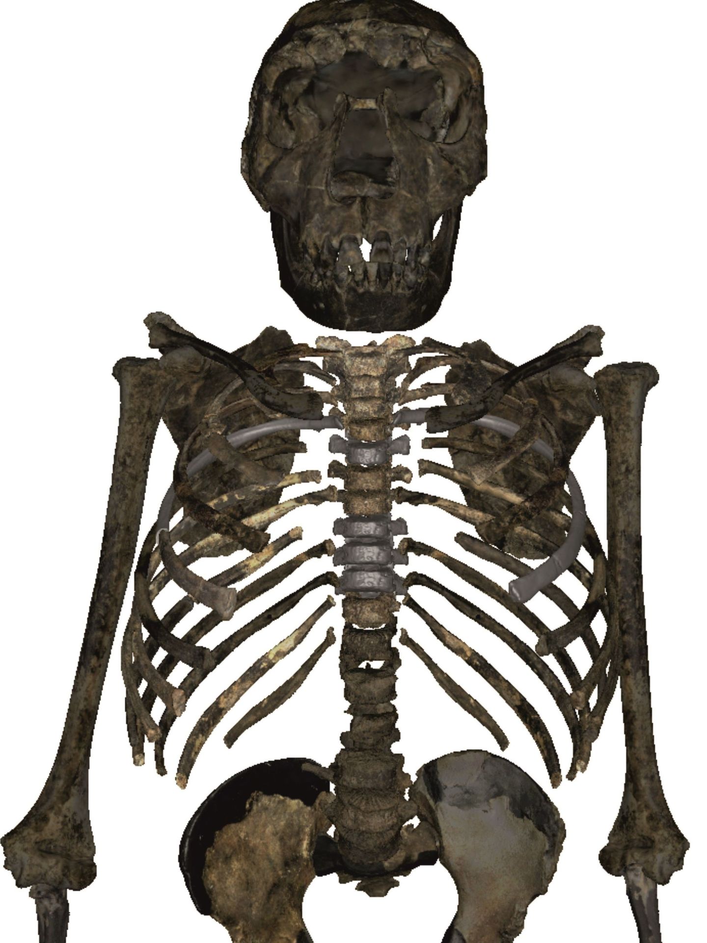 Reconstrucción en 3D del esqueleto frontal del joven Homo erectus de Turkana Foto: EFE CSIC