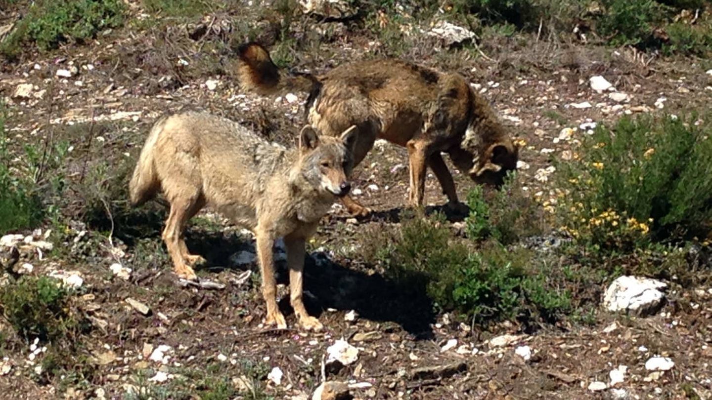 Ejemplares de lobo ibérico en Zamora. (Jose Luis Gallego)
