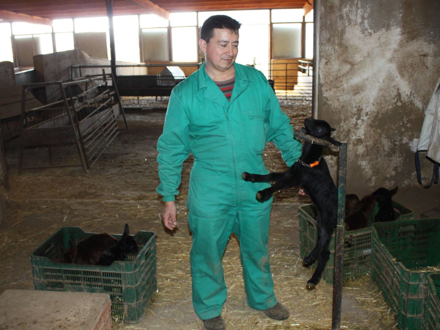 Manuel, en la granja de cabras murcianas de Jumilla. (R. M.)