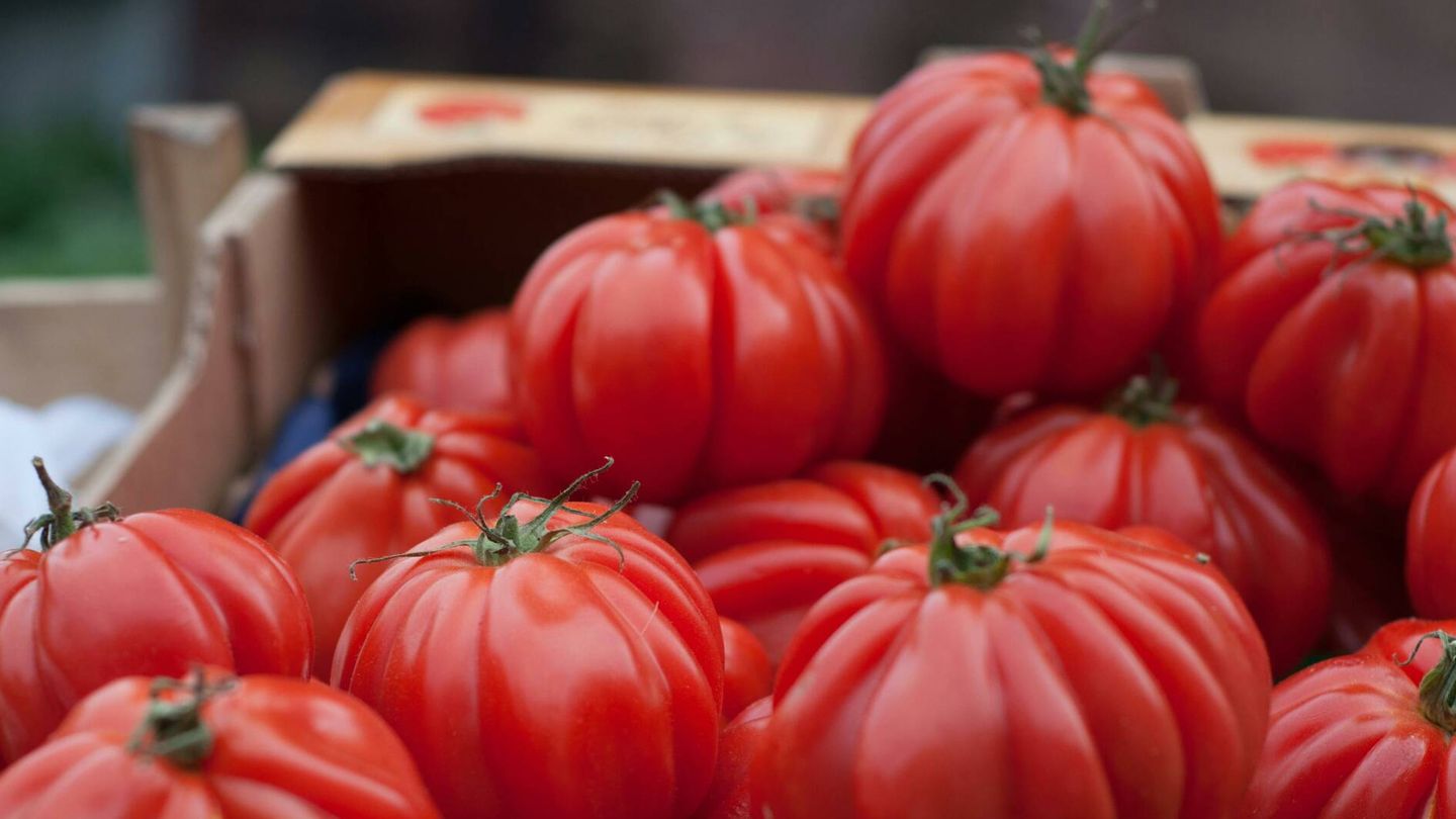 Mantén los tomates frescos durante más tiempo. (Pexels/Mali Maeder)