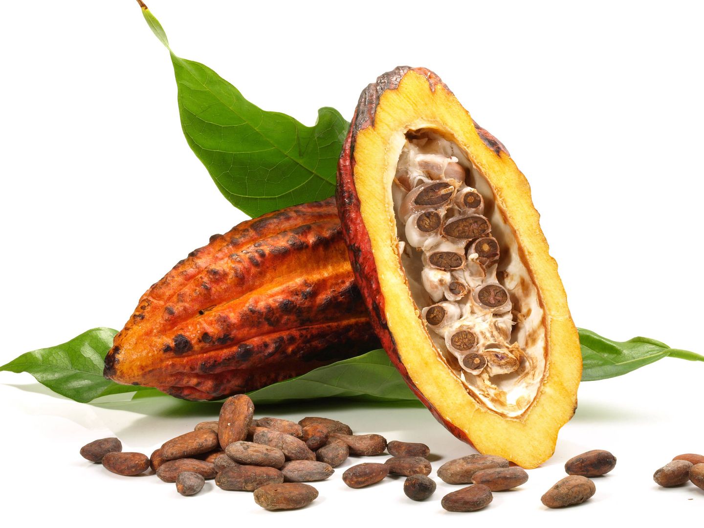 El cacaotero es el árbol del que salen las habas de cacao.