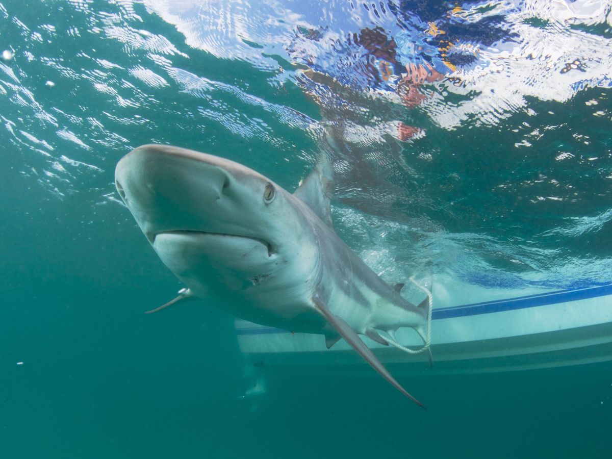 Graban el momento en el que un tiburón muerde a una buceadora