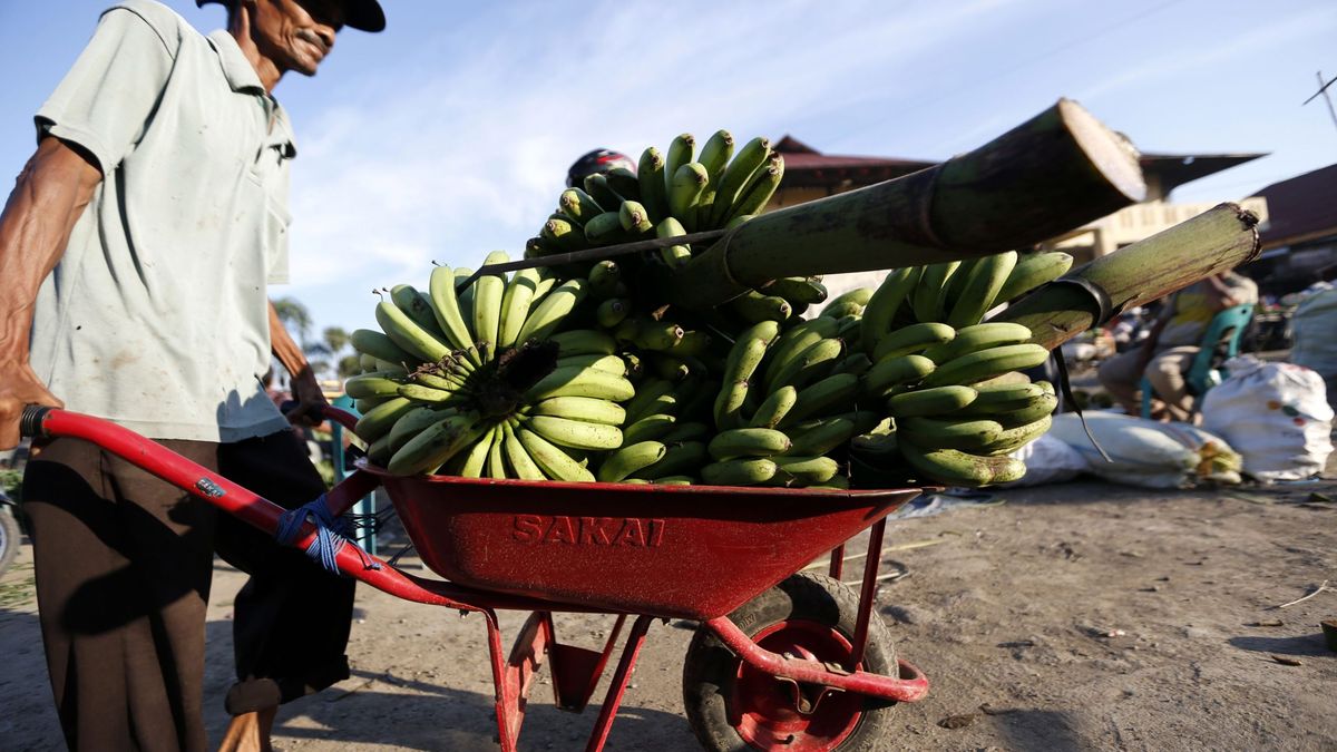 ¿Y si desaparecen los plátanos? La cosecha mundial, amenazada por una nueva plaga