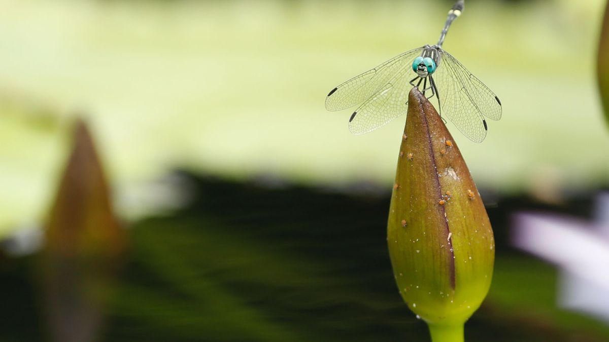 Una especie de libélula se expande por España debido a las altas temperaturas por el cambio climático
