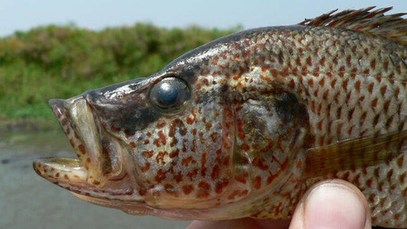 Los peces 'cíclidos' hembra se 'equivocan' al aparearse y generan nuevas especies