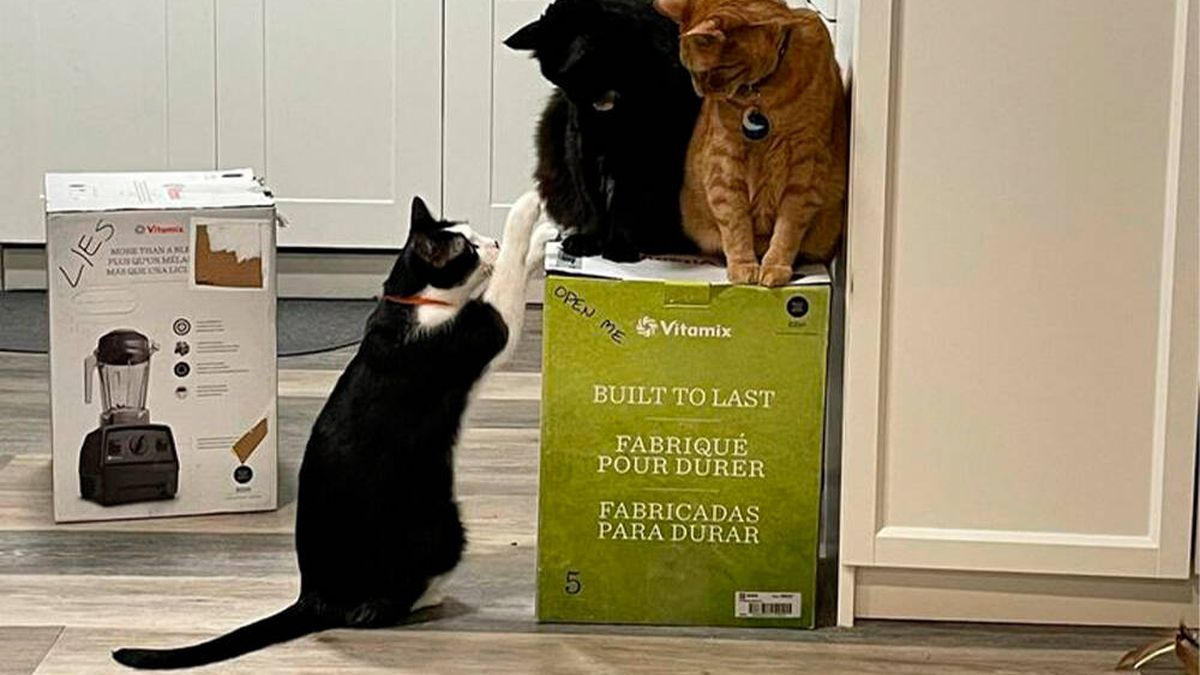 Drama en la cocina: tres gatos secuestran la licuadora que una pareja compró el Black Friday