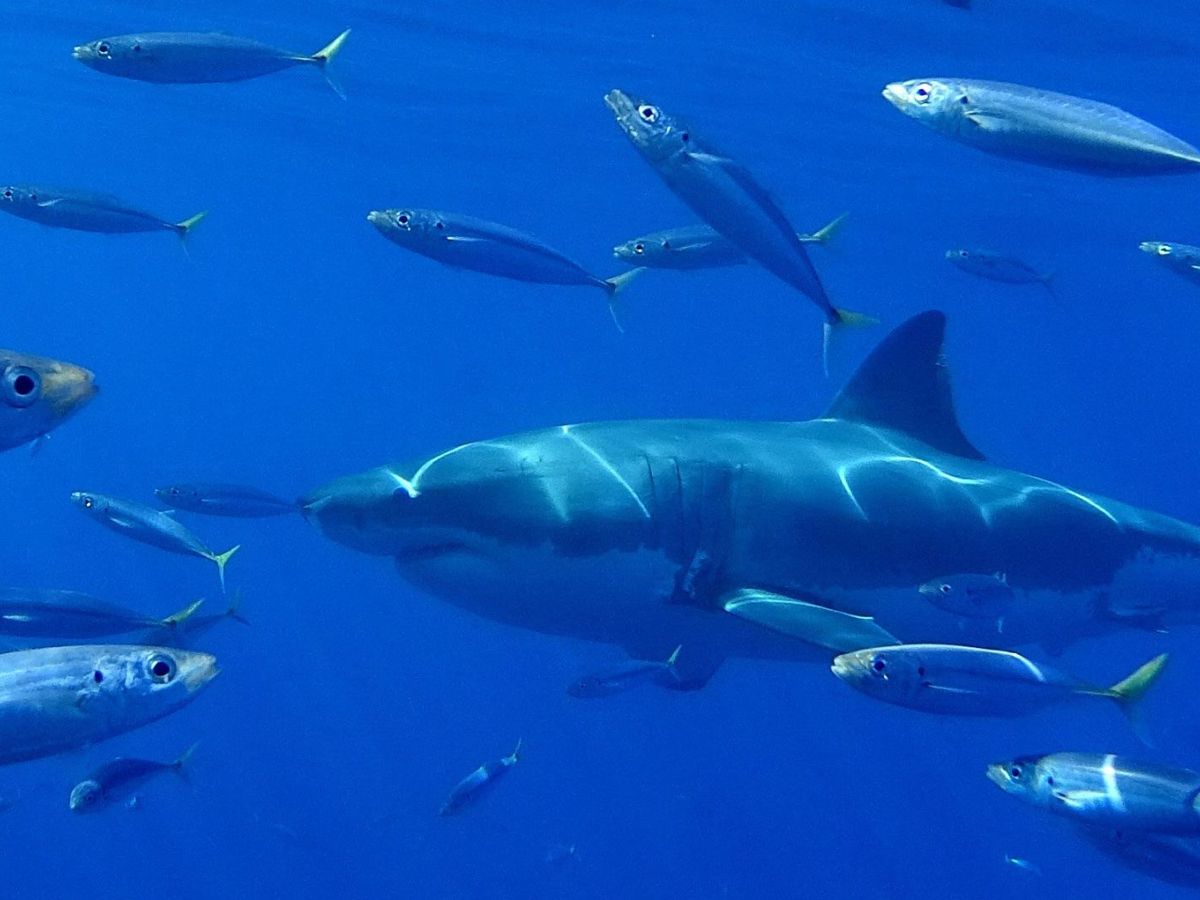 Foto: En España solo ha habido dos casos de ataque de tiburón en 400 años (EFE/Isabel Reviejo)