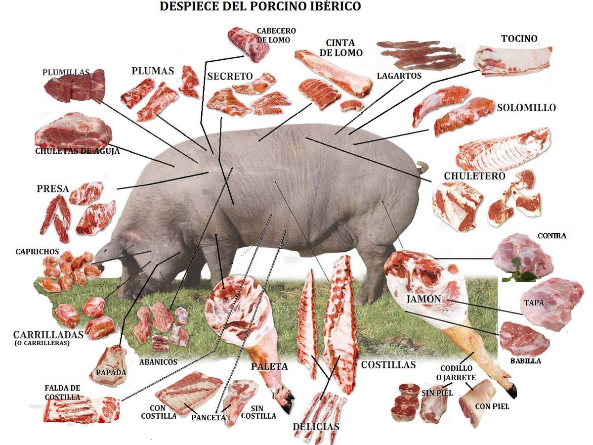 Foto: El despeine del cerdo ibérico.