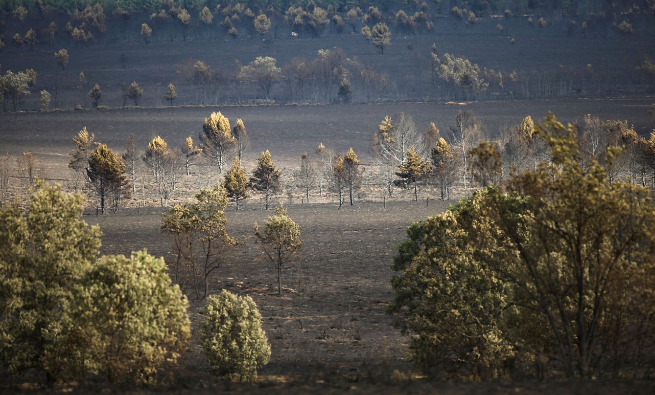 Las llamas han afectado un espacio natural de alto valor ecológico (REUTERS/I. Infantes)