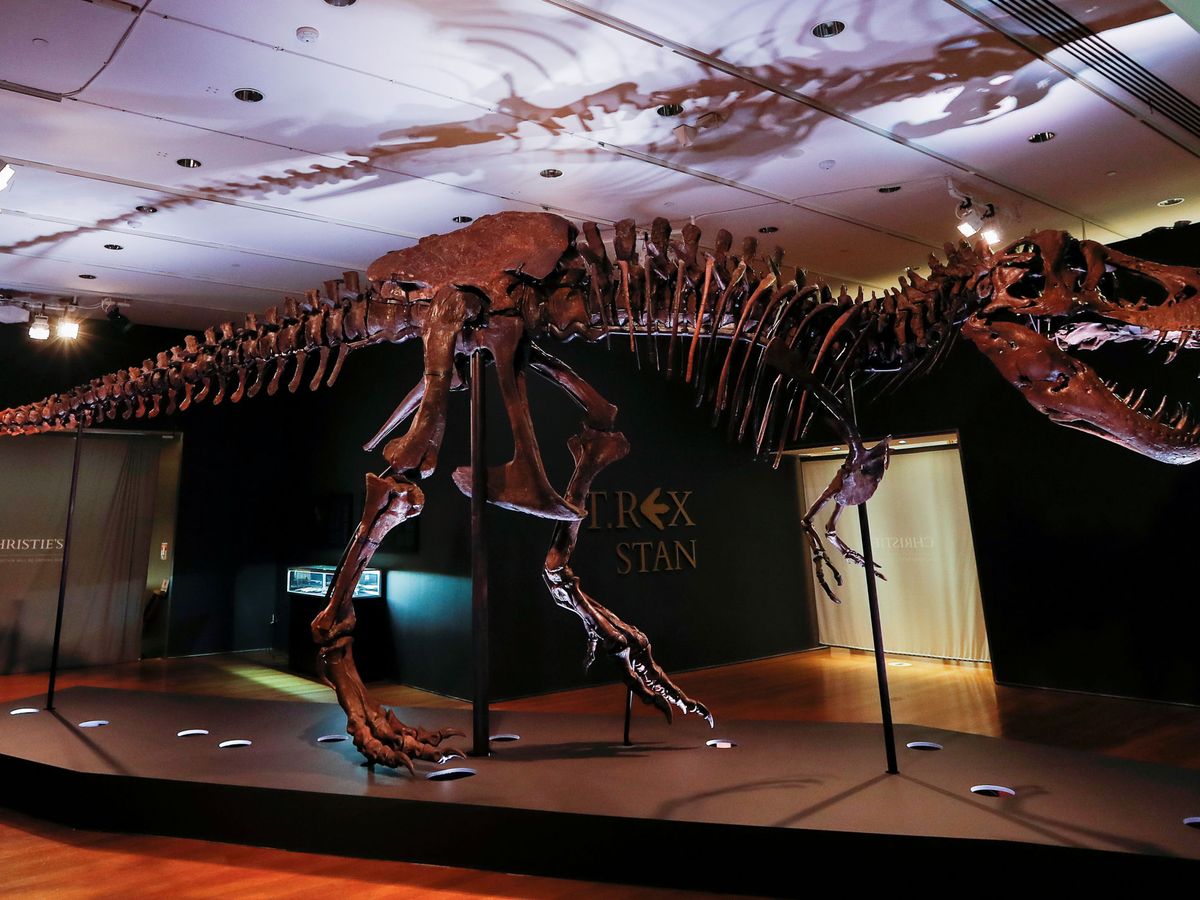 Foto: El Tyrannosaurus rex más caro del mundo se expondrá en Abu Dabi en 2025 (Reuters/Mike Segar)
