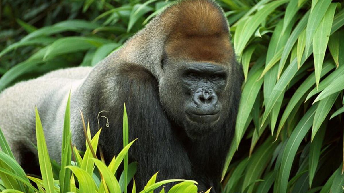 ¿Cuántos gorilas quedan en Congo? El 'Big Data' se pone al servicio de la biodiversidad