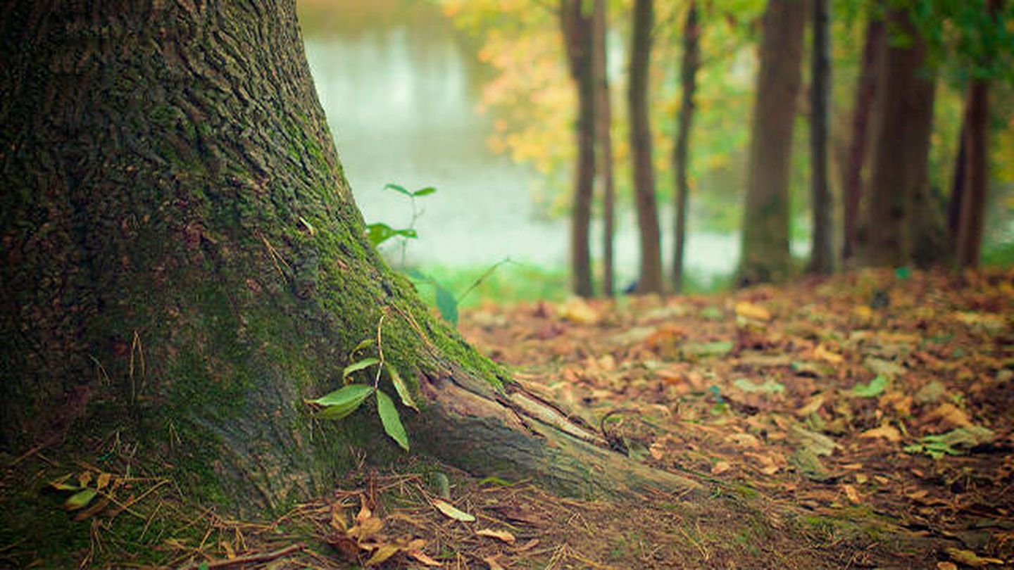 La mortalidad forestal sigue un patrón más cálido y seco (Pixabay)