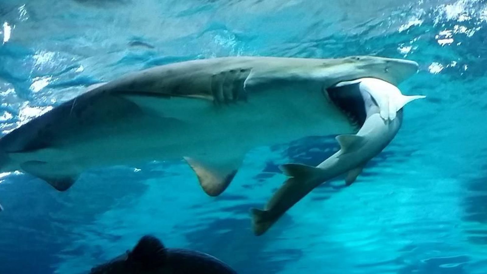 Foto: El tiburón tigre, con su presa en la boca