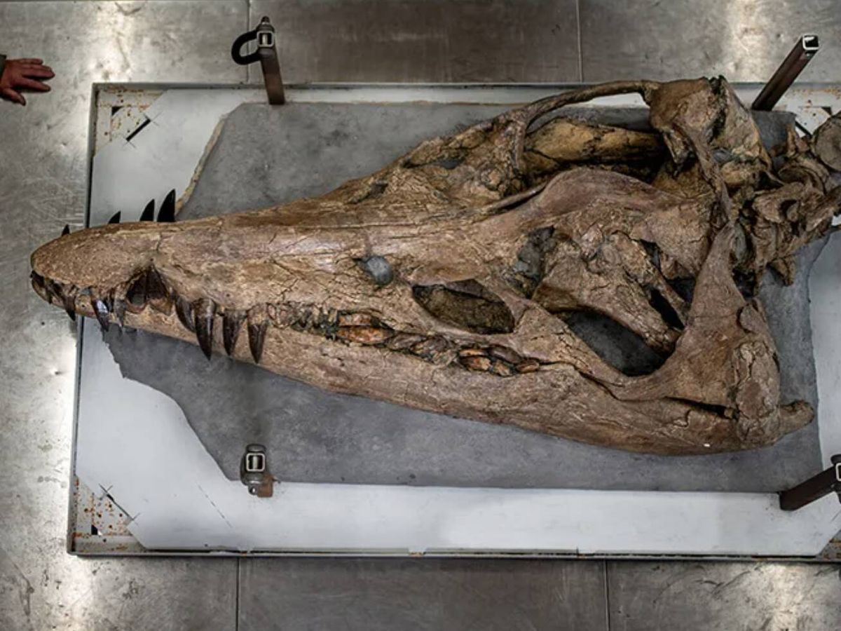 Foto: Así es el fósil de la cabeza del pliosaurio (BBC/Tony Jollife)