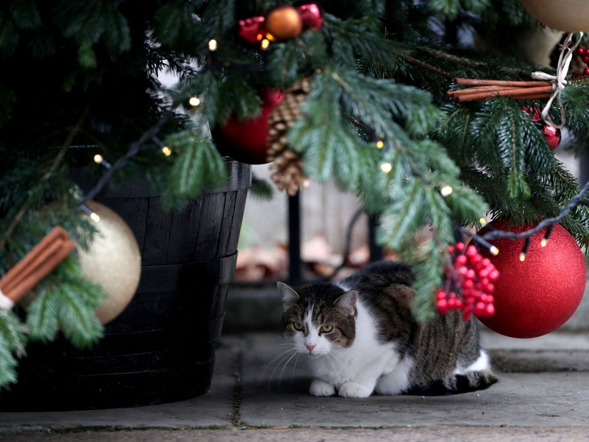 Foto: Si tienes mascotas, mejor no pongas el árbol (Foto: Reuters)