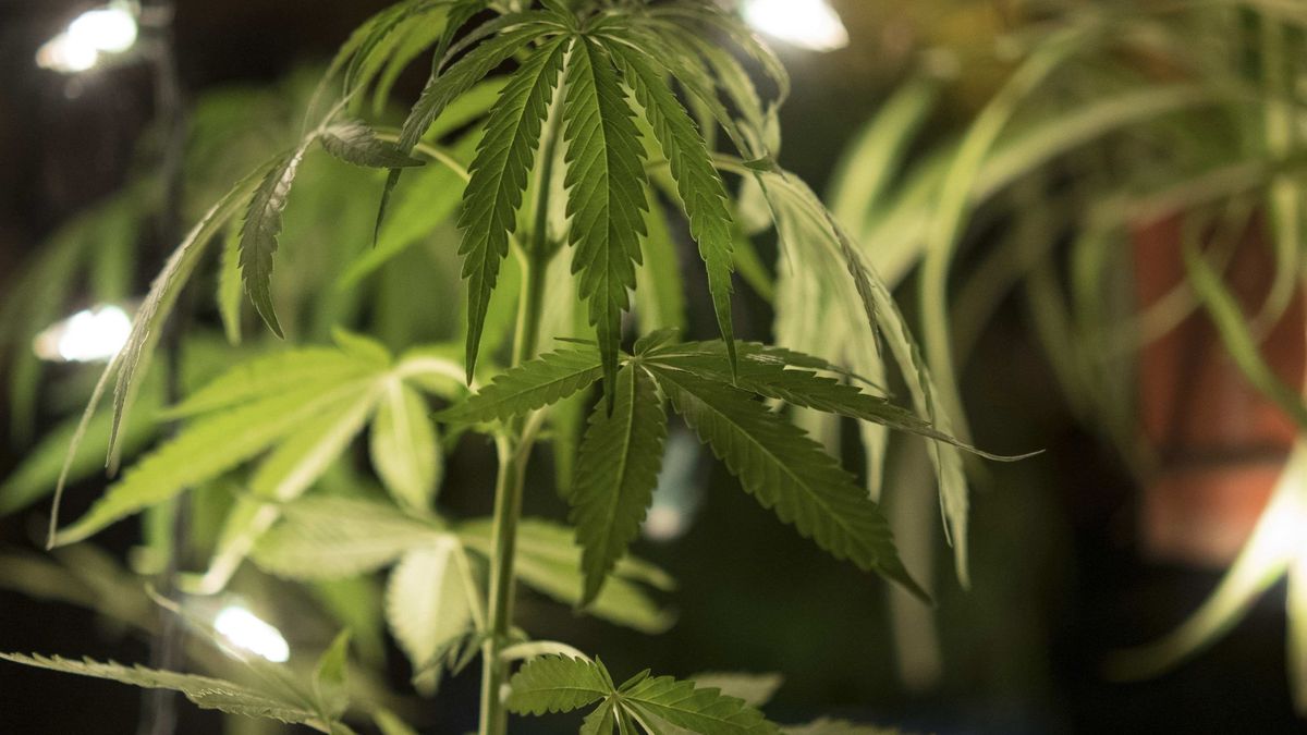 Detenida por poseer 900 plantas de marihuana y hacer varios enganches a la luz